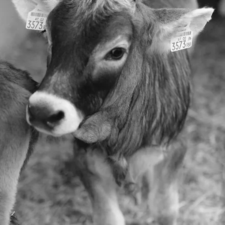 Farm stay Hoarachhof Innsbruck