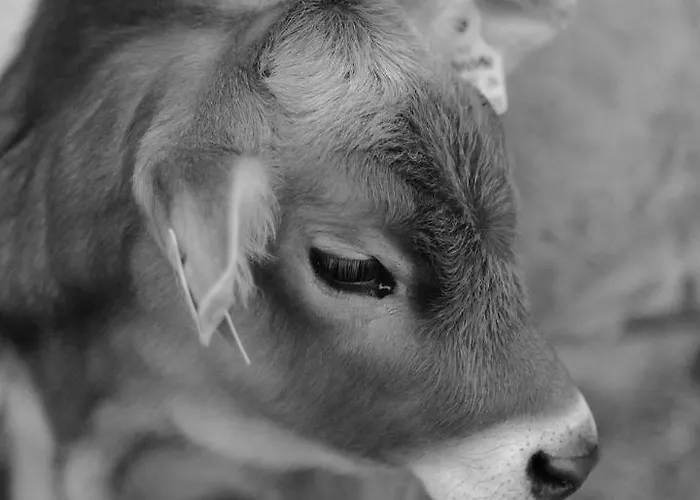 Hoarachhof Farm stay