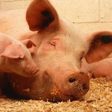 Hoarachhof Séjour à la ferme Innsbruck