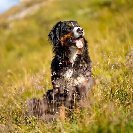 Hoarachhof Κατάλυμα σε φάρμα