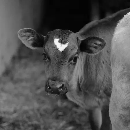 Hoarachhof * Ίνσμπρουκ