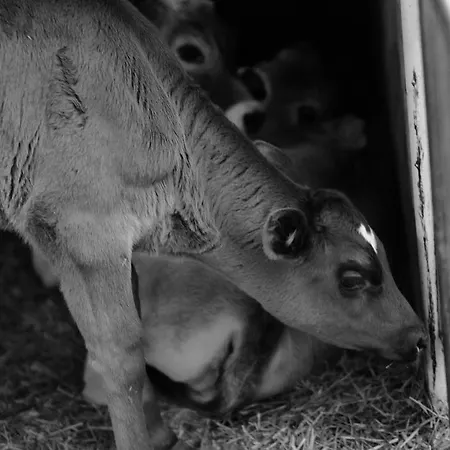 Hoarachhof Κατάλυμα σε φάρμα Ίνσμπρουκ