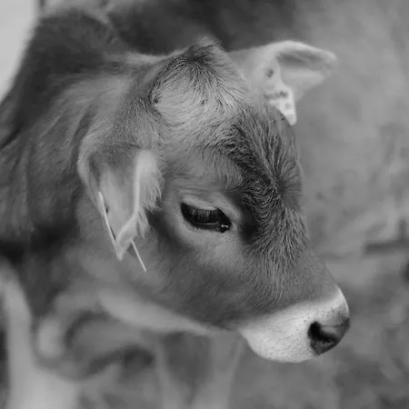 Hoarachhof Κατάλυμα σε φάρμα