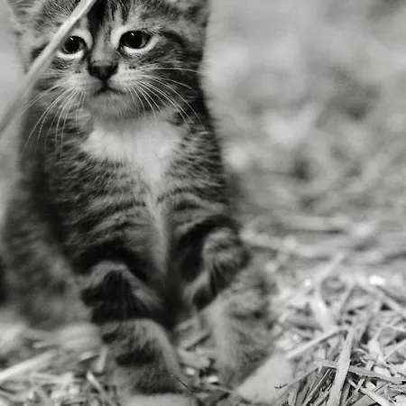 Hoarachhof Κατάλυμα σε φάρμα Ίνσμπρουκ