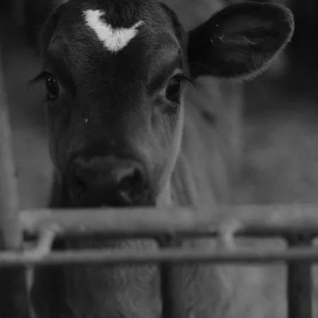 Hoarachhof Séjour à la ferme *