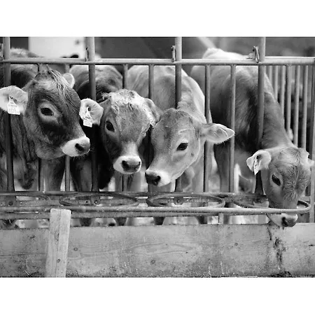 Hoarachhof Κατάλυμα σε φάρμα Ίνσμπρουκ