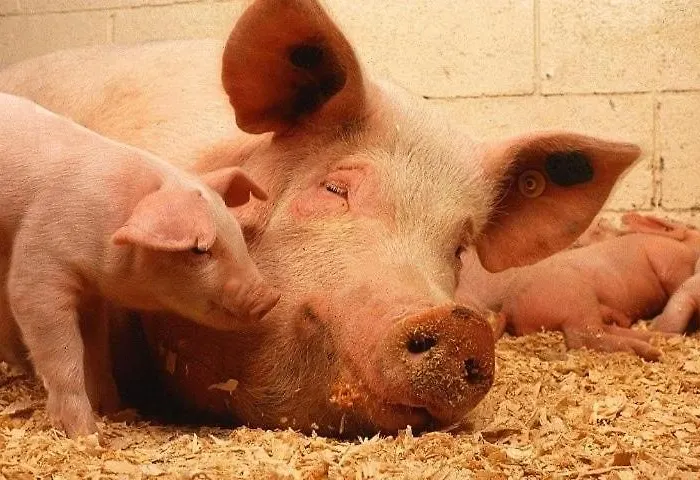 Hoarachhof 팜스테이 인스브루크