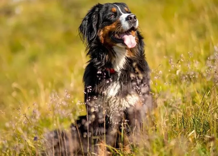 Hoarachhof 팜스테이