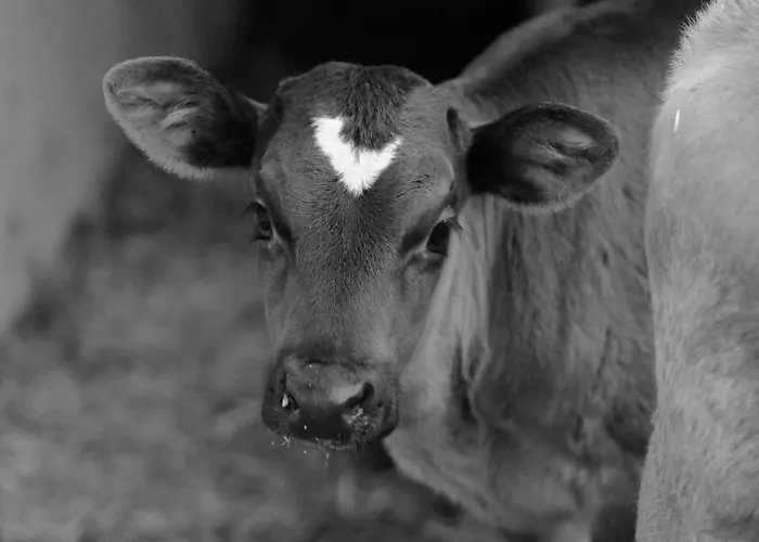 Hoarachhof * 인스브루크