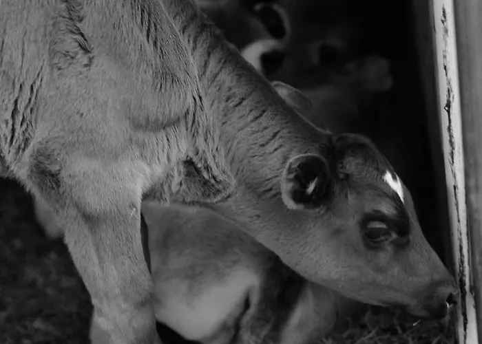 Hoarachhof 팜스테이 인스브루크