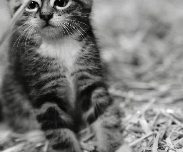 Hoarachhof 팜스테이 인스브루크