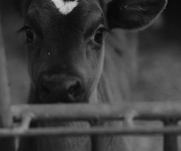 Hoarachhof 팜스테이 *