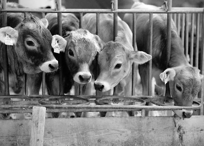 Hoarachhof 팜스테이 인스브루크