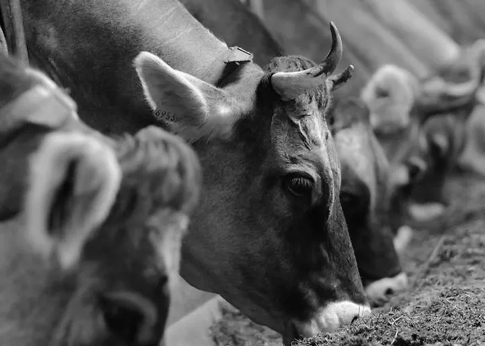 Hoarachhof * 인스브루크