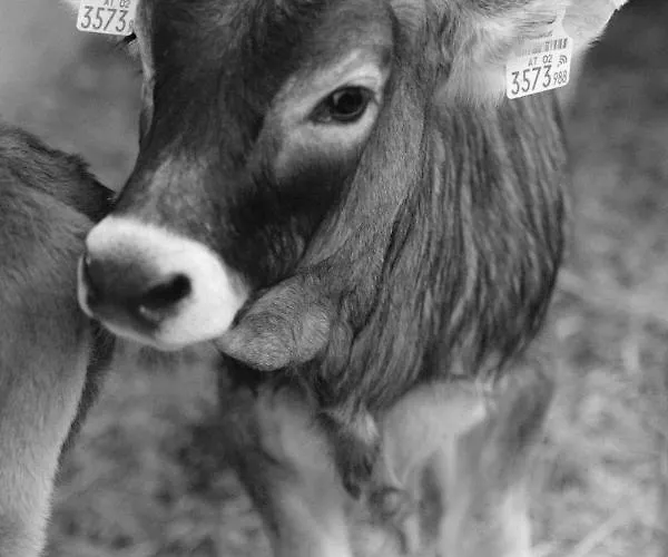 Farm stay Hoarachhof Innsbruck