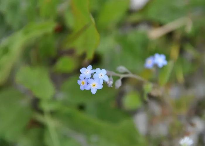 Hoarachhof Farm stay *